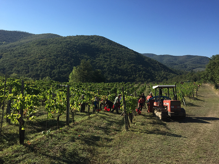 Colheita nos vinhedos da Monte Bernardi, produtor biodinâmico